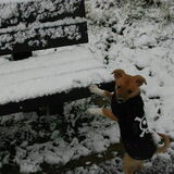 sneeuwpiraatje