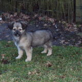 Foto van dog en lady