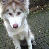 Foto van Anna & Misha