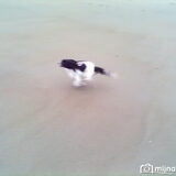 Lisha raced over het strand
