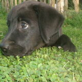 zo'n lieve puppy