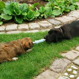 Met een andere puppy spelen.