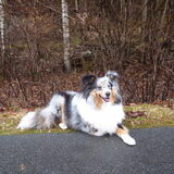 Lizzie in de Ardennen
