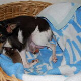 Luna der eerste pupje een reutje.
