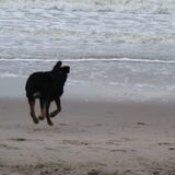 aktie foto banjer op strand