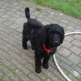 Foto van Mirjam en Curly Koda