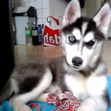 wat is dat?
