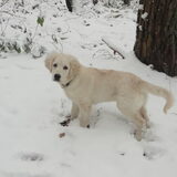 Nana haar allereerste sneeuw wandeling ,heerlijk vindt ze dat