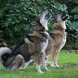 oostsiberische laika's