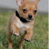 Paris als pup in L.A