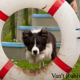 Foto van Rublisie