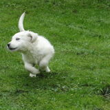 Crossen in de tuin