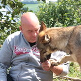 ik en een jonge wolf anderhalf jaar oud . In een wolfen kamp in belgie