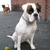Rosa 4 1/2 week drachtig. Papa Max op de achtergrond
