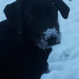 Foto van Anita, Bono, Chewie en Sita (R.I.P)