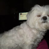 CHICKA EN HP