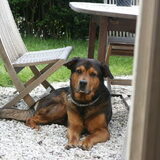 Mijn eerste eigen hond: Beer. Een kruising herder rottweiler.