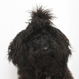 Foto van Dewi & de doodles