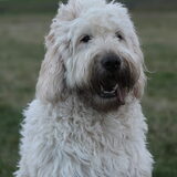 Foto van Dewi & de doodles