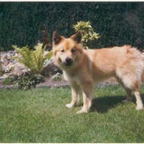 Dit was de Ijslandse hond die we bij mijn ouders hadden. Daar heb ik…
