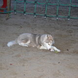 Foto van Anna & Misha