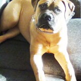Foto van daisy
