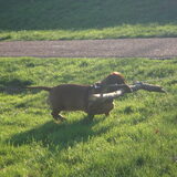 Wandel foto`s