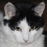 Onze Tinus
