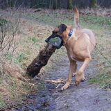 Foto van Vrouwtje van Denzel en Diva (R.I.P. Dixie)