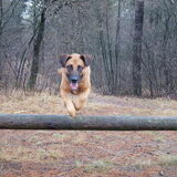 Foto van Vrouwtje van Denzel en Diva (R.I.P. Dixie)