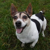 Foto van Vrouwtje van Denzel en Diva (R.I.P. Dixie)