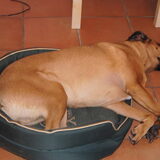 Foto van Vrouwtje van Denzel en Diva (R.I.P. Dixie)
