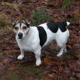 Foto van Vrouwtje van Denzel en Diva (R.I.P. Dixie)