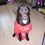 Liefff