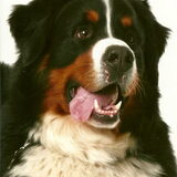 fotoshoot Bailey
