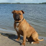 Bulldoglover's Patser