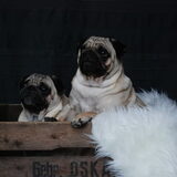 bram en millo