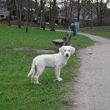 Foto van Luca