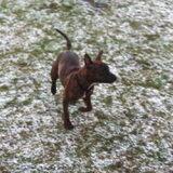 Foto van Dog lover