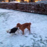 Diva gaat Sandy pesten