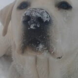 mijn sneeuw neusje