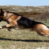 Milo ( Miko van de Mauritshoek )