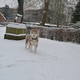 Foto van Anna & Misha