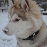 Foto van Anna & Misha
