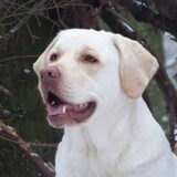 mooie lieve Bamse