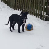 Danger in de sneeuw.