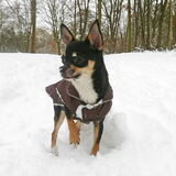 Sneeuwbrauw