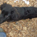 Shadow , Gekocht als Newfoundlander , maar dit is hij volgens ons…