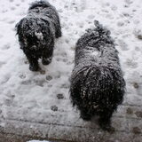 Foto van Annelies & Déru†, en de Puli,s Ixy en Kwint