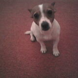 poppy